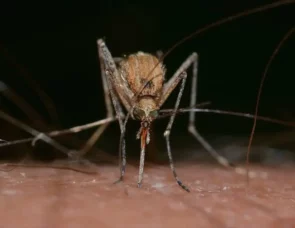 5 sposobów na obronę przed komarami