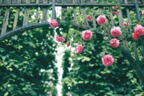 Jak pielęgnować róże, by pięknie kwitły?