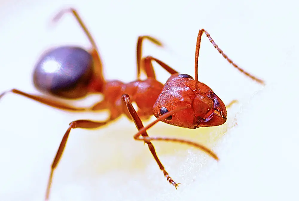 Jak pozbyć się mrówek faraona?