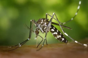 Komary – jak je odstraszyć