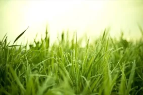 Pielęgnacja trawnika w maju – o tym musisz pamiętać!