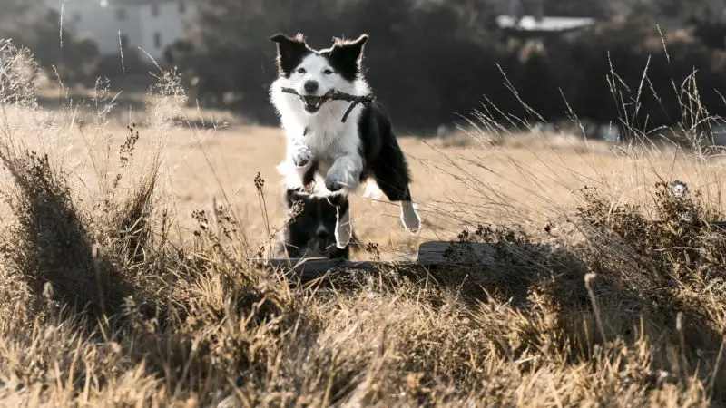 Psia aktywność – dlaczego jest taka ważna?