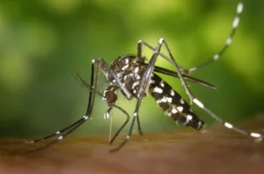 Skuteczne metody na komary