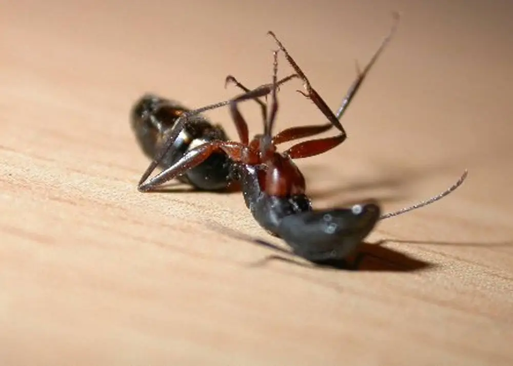 Skuteczny sposób na mrówki